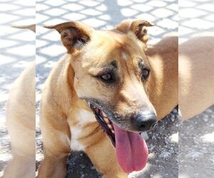 Mutt Dogs for adoption in Fallon, NV, USA