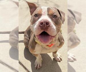 American Pit Bull Terrier-Unknown Mix Dogs for adoption in Sacramento, CA, USA