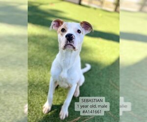 American Pit Bull Terrier Dogs for adoption in Supply, NC, USA