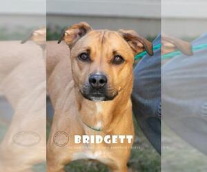 Black Mouth Cur Dogs for adoption in La Porte, IN, USA