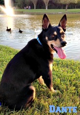 Border-Aussie Dogs for adoption in HOUSTON, TX, USA