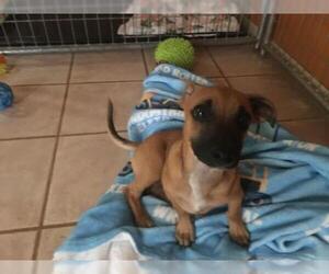 Chiweenie Dogs for adoption in CHANDLER, AZ, USA