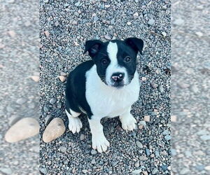 American Pit Bull Terrier-Unknown Mix Dogs for adoption in Webster, WI, USA