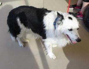 Border Collie Dogs for adoption in Johnson City, TN, USA