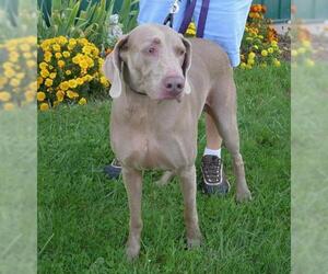 Weimaraner Dogs for adoption in Batavia, NY, USA