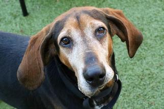 Black and Tan Coonhound Dogs for adoption in Dedham, MA, USA