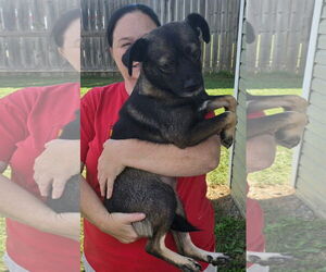 Chiweenie Dogs for adoption in Alexander, AR, USA