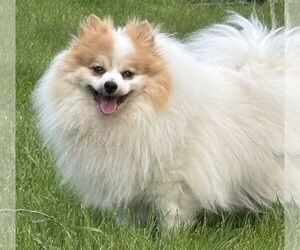 Pomeranian-Unknown Mix Dogs for adoption in Farmington, MN, USA