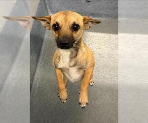 Chihuahua-Unknown Mix Dogs for adoption in San Antonio, TX, USA