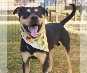 Rottweiler-Unknown Mix Dogs for adoption in San Antonio, TX, USA