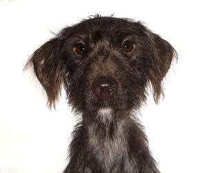 Poodle (Miniature)-Unknown Mix Dogs for adoption in Oakland Park, FL, USA