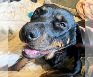 Rottweiler-Unknown Mix Dogs for adoption in Sunnyvale, CA, USA