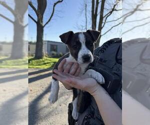 Mutt Dogs for adoption in Oakdale, CA, USA