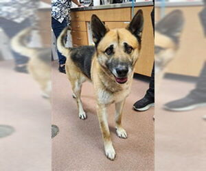 German Shepherd Dog Dogs for adoption in Ogden, UT, USA