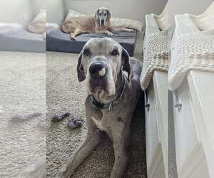 Medium Photo #5 Great Dane Puppy For Sale in Huntersville, NC, USA