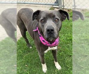 American Pit Bull Terrier Dogs for adoption in Tulsa, OK, USA