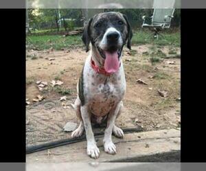Plott Hound Dogs for adoption in Atlanta, GA, USA