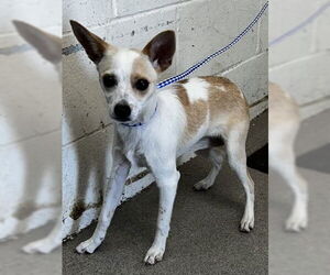 Chihuahua Dogs for adoption in San Bernardino, CA, USA