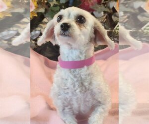 Bichon Frise Dogs for adoption in Bon Carbo, CO, USA