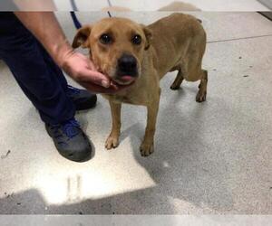 German Shepherd Dog-Unknown Mix Dogs for adoption in Riverside, CA, USA