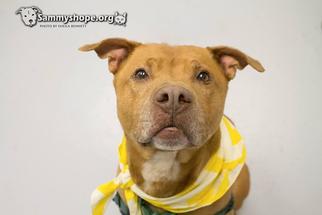 Medium Photo #1 American Staffordshire Terrier-Labrador Retriever Mix Puppy For Sale in Sayreville, NJ, NJ, USA