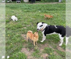 Border Collie Dogs for adoption in Boonton, NJ, USA