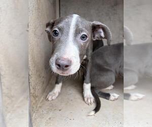 American Pit Bull Terrier-Unknown Mix Dogs for adoption in Oklahoma City, OK, USA