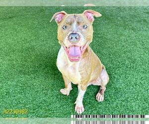 American Pit Bull Terrier Dogs for adoption in West Palm Beach, FL, USA