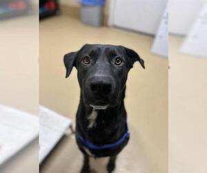 Shepradors Dogs for adoption in Chula Vista, CA, USA