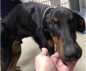 Doberman Pinscher Dogs for adoption in Riverside, CA, USA