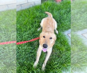 Golden Retriever Dogs for adoption in Canyon Country, CA, USA