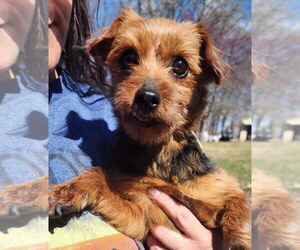 Mutt Dogs for adoption in Lee's Summit, MO, USA