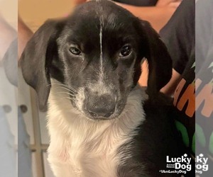 Basset Hound-Unknown Mix Dogs for adoption in Washington, DC, USA
