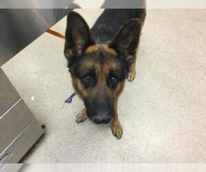 German Shepherd Dog Dogs for adoption in Riverside, CA, USA