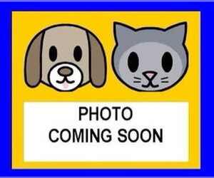 Chihuahua-Unknown Mix Dogs for adoption in San Antonio, TX, USA