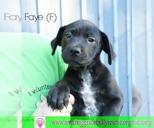 Labmaraner Dogs for adoption in Pensacola, FL, USA