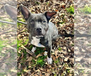 Mutt Dogs for adoption in New York, NY, USA