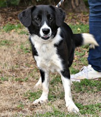 Border Collie-Unknown Mix Dogs for adoption in Staley, NC, USA
