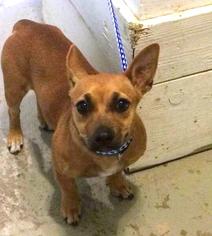 Chiweenie Dogs for adoption in Overland Park, KS, USA