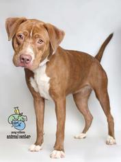 Labrador Retriever-Unknown Mix Dogs for adoption in Knoxville, TN, USA