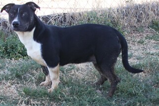American Staffordshire Terrier-Unknown Mix Dogs for adoption in Midland, TX, USA
