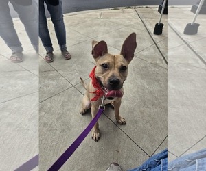 Mutt Dogs for adoption in Catasauqua, PA, USA