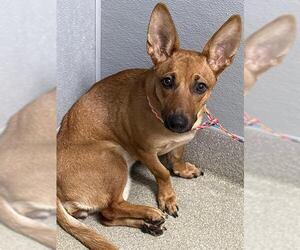 Cardigan Welsh Corgi-Unknown Mix Dogs for adoption in Las Vegas, NV, USA