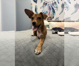 Beagle-Chihuahua Mix Dogs for adoption in San Francisco, CA, USA