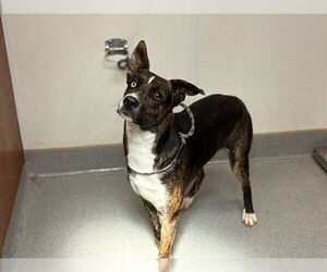 Australian Shepherd-Rottweiler Mix Dogs for adoption in Rancho Cucamonga, CA, USA