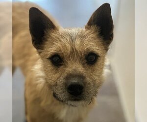 Mutt Dogs for adoption in Kanab, UT, USA