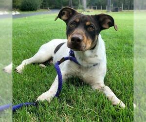 Mutt Dogs for adoption in Little Rock, AR, USA