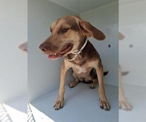 Labrador Retriever-Unknown Mix Dogs for adoption in Houston, TX, USA