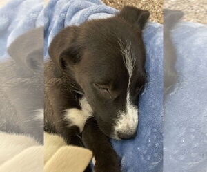 Collie-Unknown Mix Dogs for adoption in Hilton Head, SC, USA