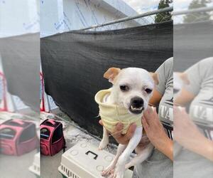 Chihuahua Dogs for adoption in Stockton, CA, USA